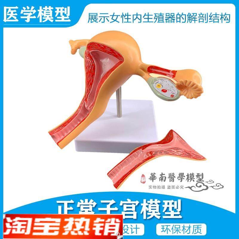 女性内生殖器官模型子宫t卵巢生殖结构妇产科模型2部件正常子宫