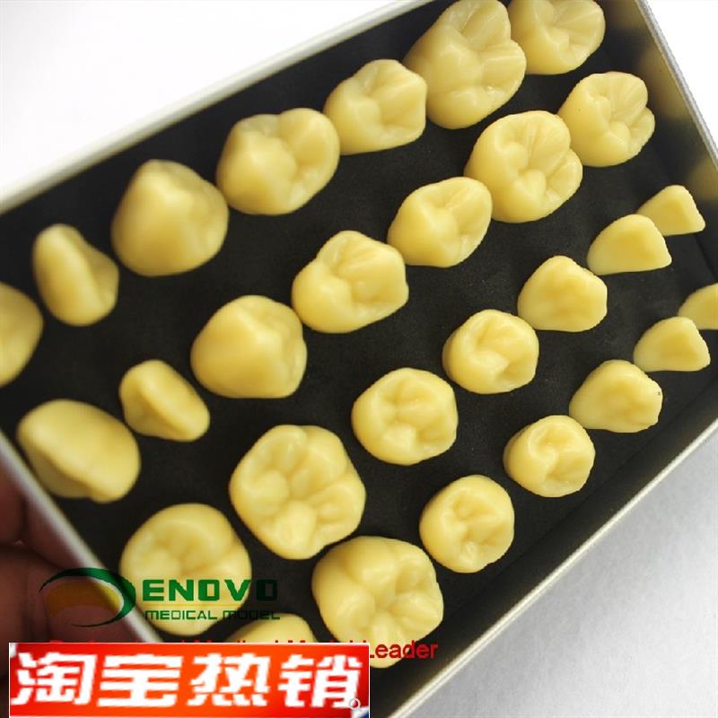 颐诺正品2倍g雕牙练习指导模型牙颌面口腔修复学教学雕牙齿模型