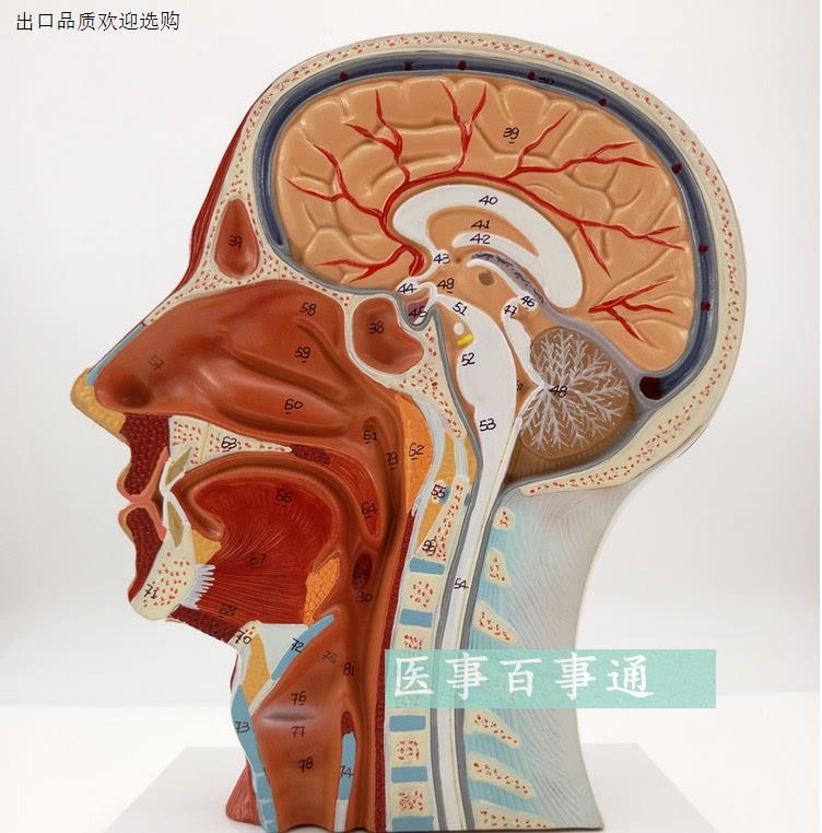 医用头面部解剖模型脑血管神经模型美容微整形模型头浅表模型