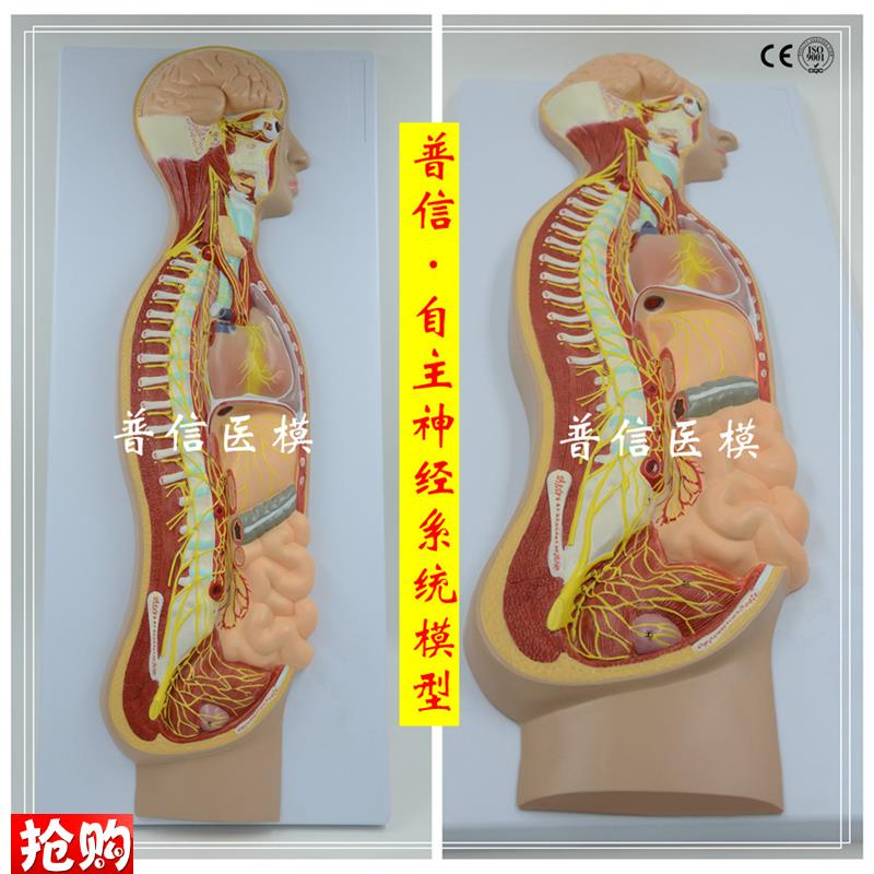 自主神经系统模型全r身交感神经器官眼肠解剖医学教学展示