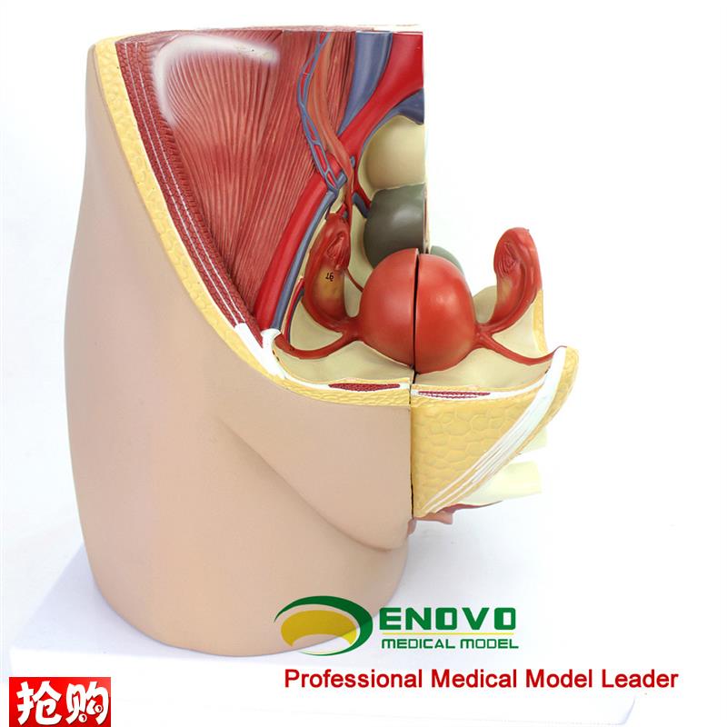 ENOVO正品女性盆腔解剖模型生B殖泌尿子宫胚胎儿妇产科医学用教学