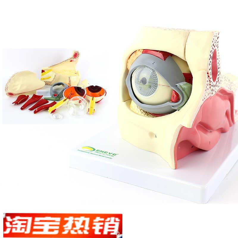 ENOVO颐诺专业版医用人u体眼球解剖模型眼睛解剖结构五官眼科模型