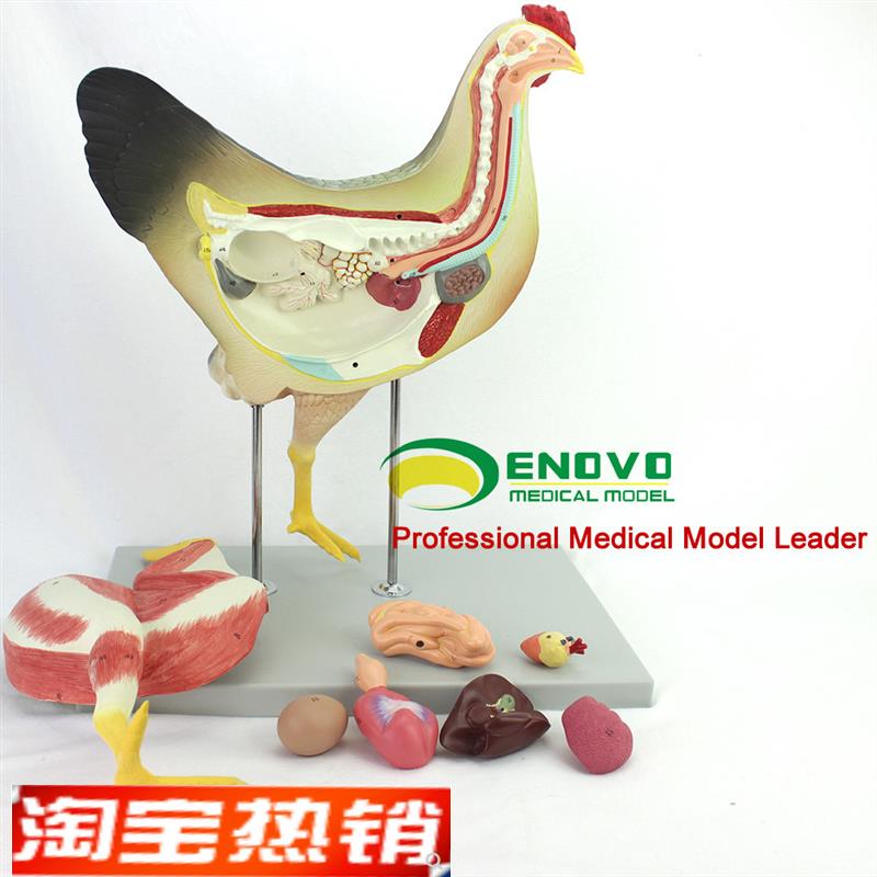 ENOVO颐诺鸡解剖模型牧器官内脏C肌肉神经家禽畜兽医学习动物解剖