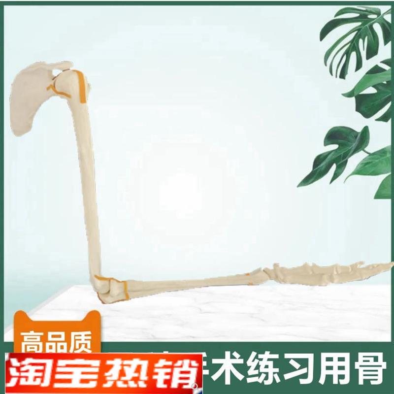 上肢骨模型肩g关节肘关节手腕仿真骨临床手术实训切割骨质打孔假