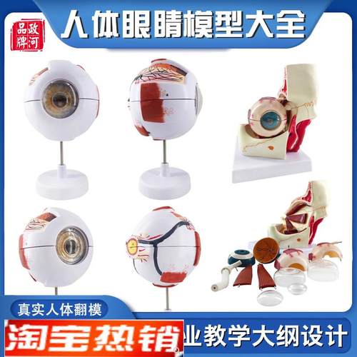正品高端专业版医用人体眼球解剖模型眼睛解剖结U构五官眼科模型
