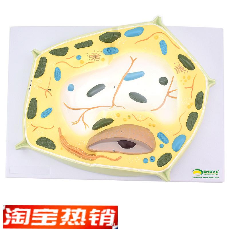 ENOVO颐诺植物细胞模型v植物学生物学林业大学教学森林植物教学教