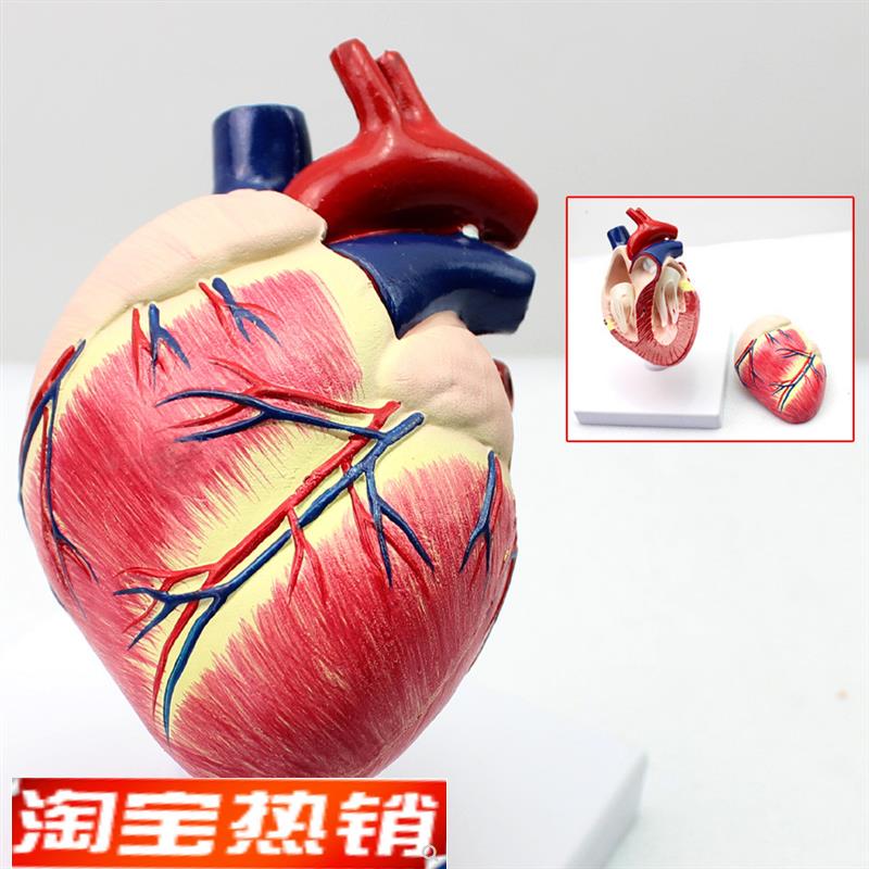 ENOVO颐诺医学畜牧学狗心y脏模狗解剖器官兽动物解剖宠物模型