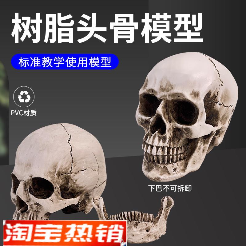 树脂骷髅头e模型绘画人头骨艺用人体肌肉骨骼解剖头骨模型美术生
