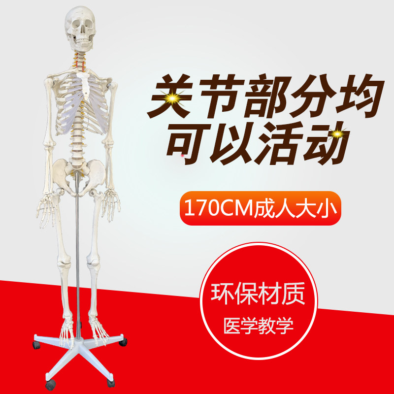 包邮美术艺用医科教l学模型170cm人体大骨骼模型骨架解剖关节模型