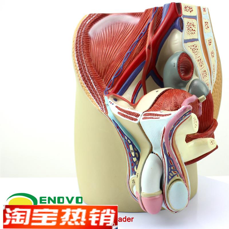 ENOVO颐诺男性生殖泌尿v系统模型男科盆腔解剖结构前列腺男性生殖