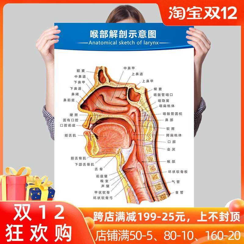 人体解剖图结构示意图内脏器官喉部解剖图医院耳鼻喉解剖图挂图