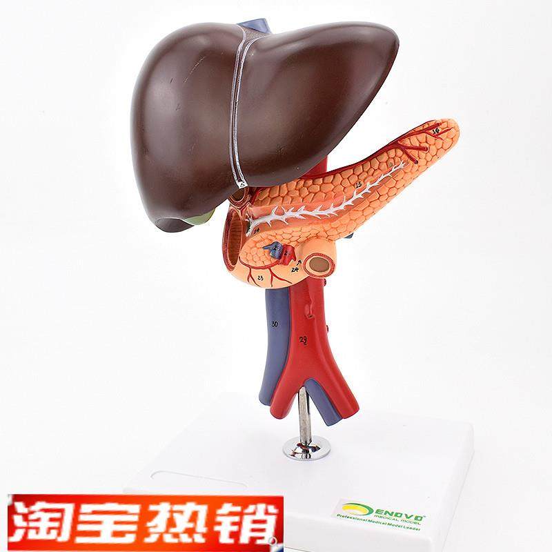ENOVO颐诺肝胆胰十二指肠解剖腹腔主动脉N静脉模型肝脏胰腺腔镜教,文具电教/文化用品/商务用品,教学标本/模型,淘宝优惠券,粉丝福利购,淘宝优惠卷