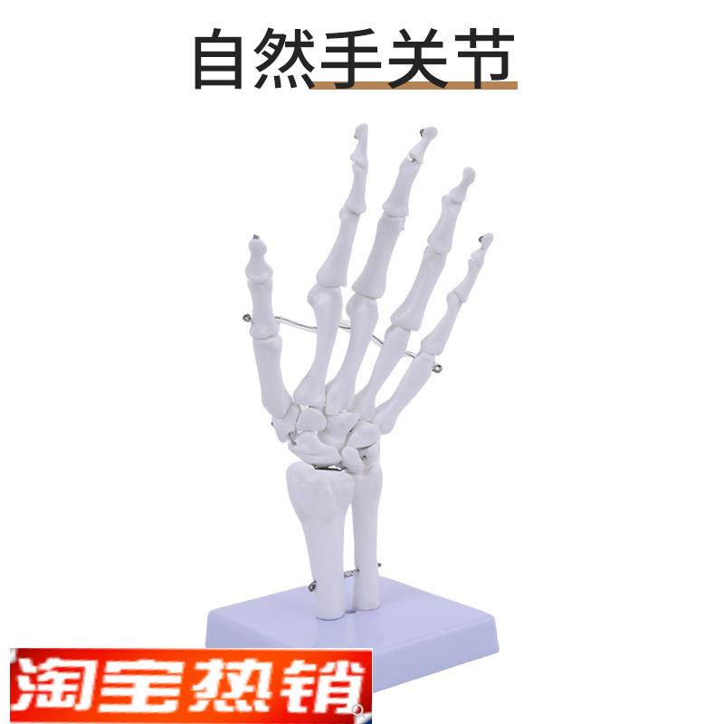 人体膝关节功能模型肩关节肘关节手D关节脚关节髋关节可动骨骼模