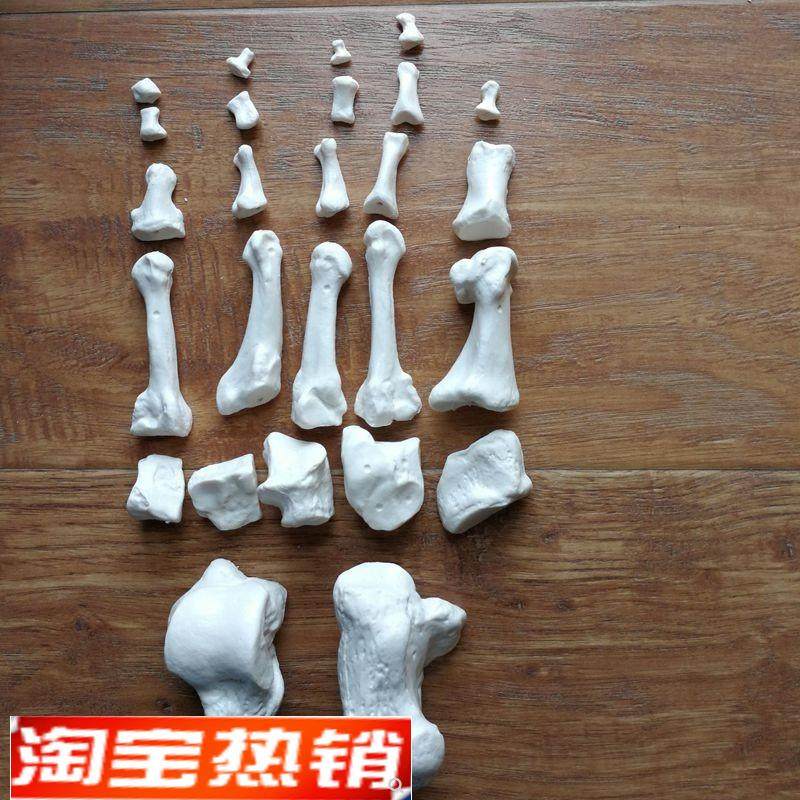 脚踝腕关节仿真脚骨头模型1比1踝关节可活动足P骨脚趾骨能活动医,玩具/童车/益智/积木/模型,其他模型玩具,淘宝优惠券,粉丝福利购,淘宝优惠卷