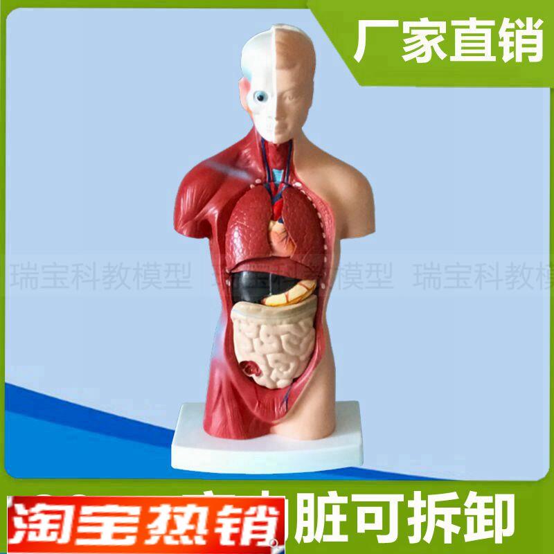 躯干模型28厘米皮肤肌肉内脏可拆卸儿童早教玩具人体拼Z装仿真模