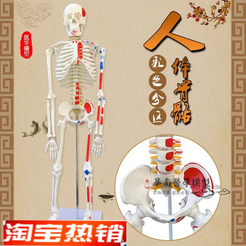 85CM人体骨骼带神经带椎间盘模型骨架附肌肉Q起止点着色模型神经