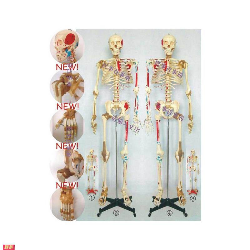 170cm人体骨骼模型医用标本模型关节脊椎教学模型