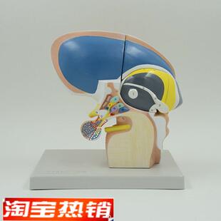 间脑端脑下丘脑人体脑组织解x剖神经外科脑干可拆卸大脑基底核脑