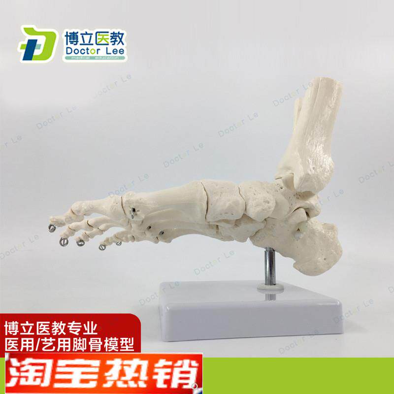 艺用医用脚关节模型足踝关节手足外科骨科Z标本骨骼模型11仿真