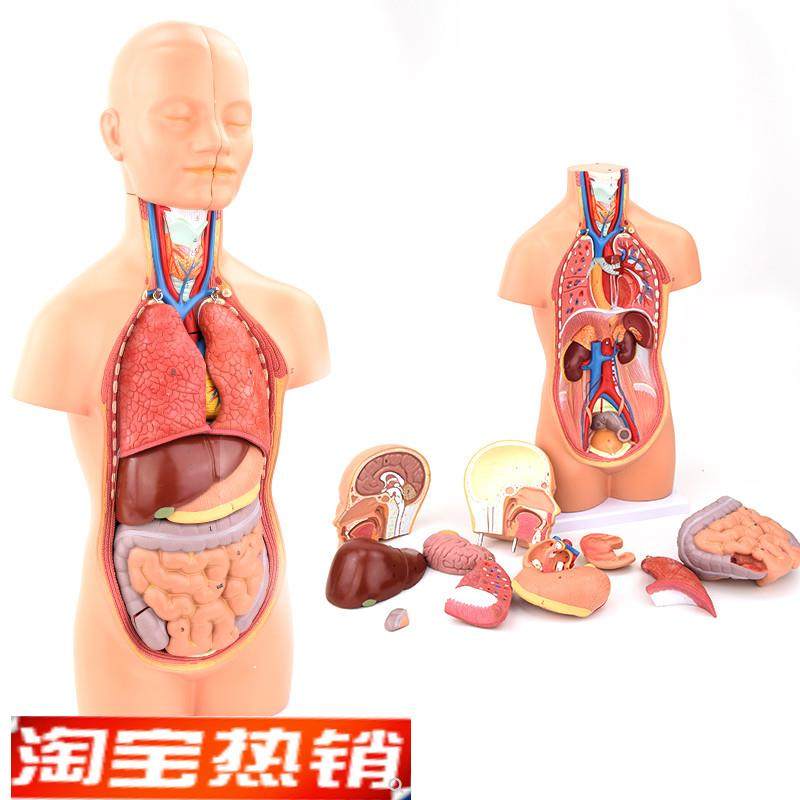 ENOVO颐诺中型人体器官解剖模型内脏器J标本医学解剖学系统心肝胃,文具电教/文化用品/商务用品,教学标本/模型,淘宝优惠券,粉丝福利购,淘宝优惠卷