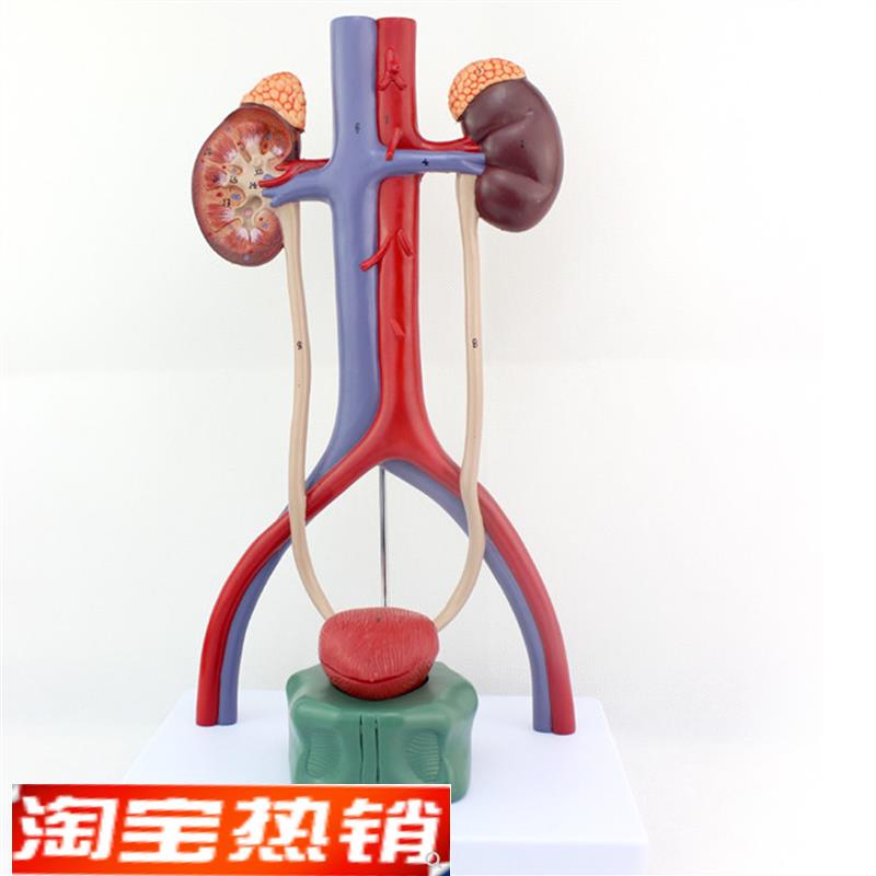 ENOVO颐诺人体泌尿系统模w型肾输尿管膀胱尿道解剖模型医学泌尿科