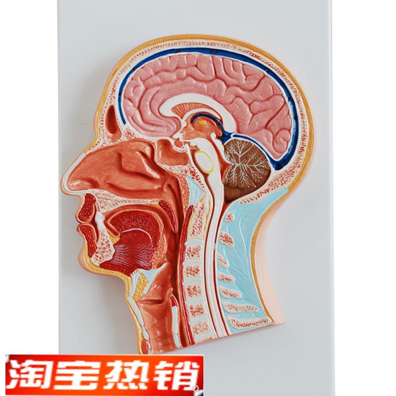人体头中部切面解剖模型医学用教学示X教标本模具