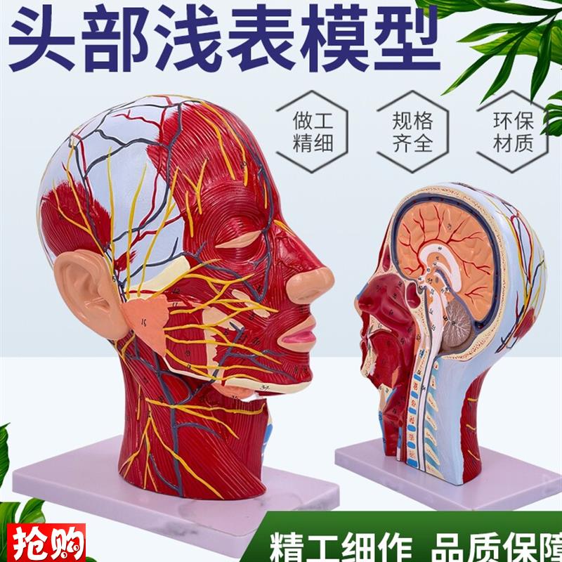 人体头骨带肌肉神经血管模型美容面部神经微整解剖头.部模型解剖