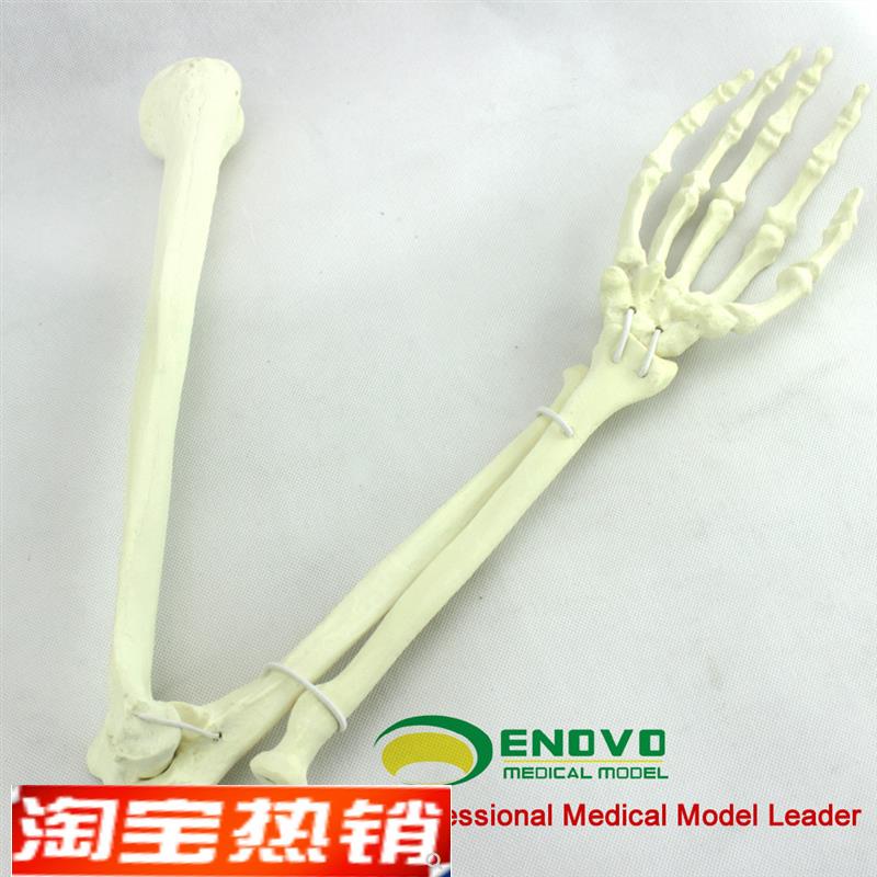 ENOVO颐诺骨科手术摸拟上肢z仿真骨模型人工皮质骨松质骨骨科钉