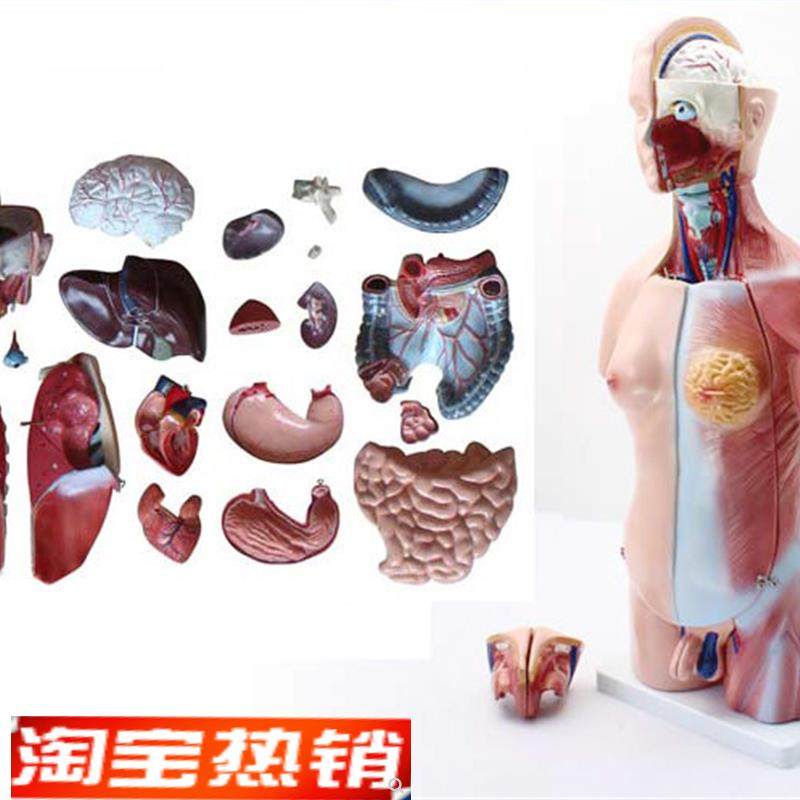 ENOVO颐诺45lCM两性躯干模型人体内脏器官解剖结构模型人体解剖中
