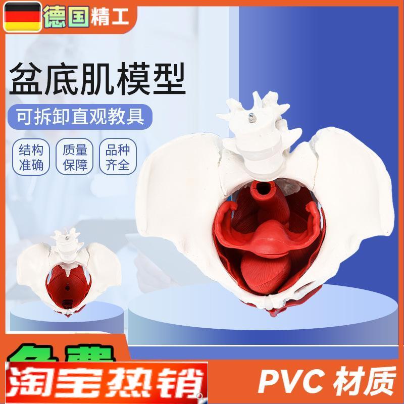 德国】女性骨盆j带盆底肌模型女盆腔结构子宫膀胱二节腰椎产后恢