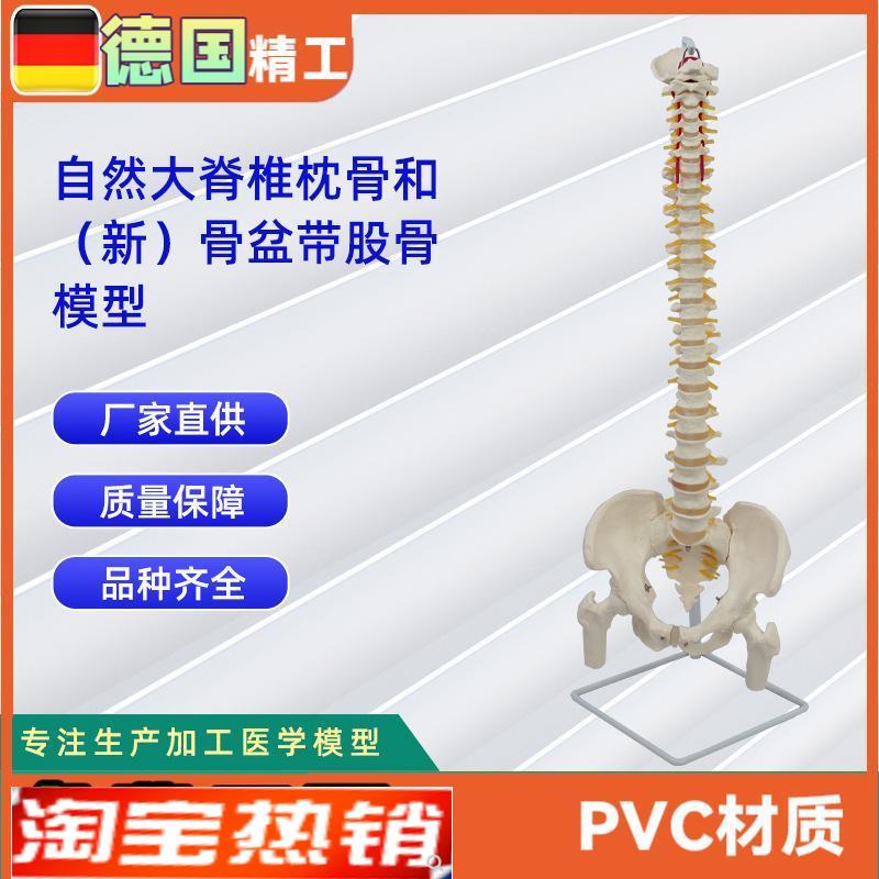 自然大脊椎枕骨l和新骨盆带股骨模型人体脊椎模型