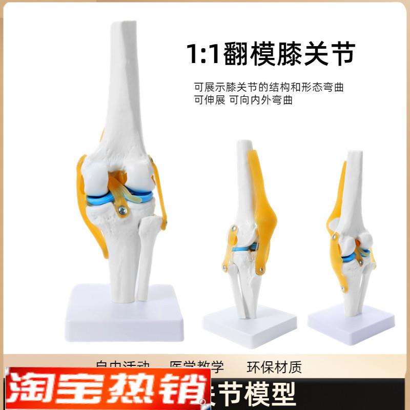 人体膝关节功能模型半月板交叉韧带活I动膝盖骨髌骨骨骼教学模型