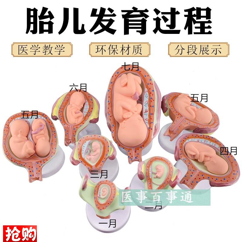 妊娠发育过程模型胚胎q计划生育模型计生展示模型胎儿模型子宫