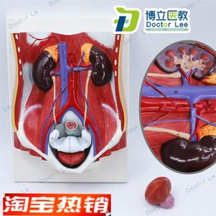 人体男女性泌尿系统模型膀胱腹腔后腹壁解O剖肾脏模型前列腺模型