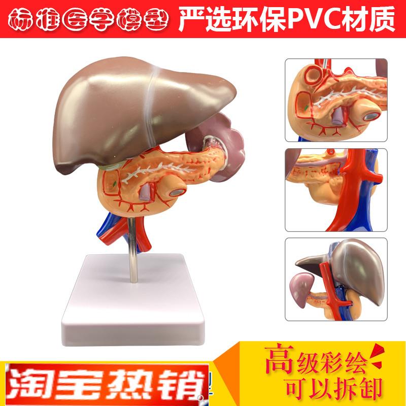 人体肝胰十二指肠模型肝脏解剖模型人体器官模型医.学教学模型
