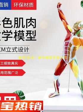 彩色50cCM人体肌肉解剖模型全身肌肉运动肌肉状态人体模型艺用