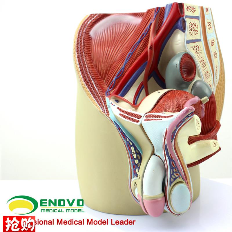 ENOVO颐诺男性生殖泌尿系x统模型男科盆腔解剖结构前列腺男性生殖