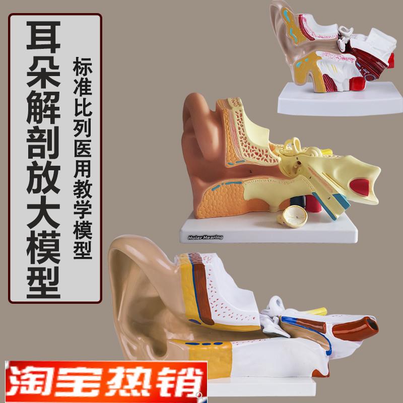 耳解剖模型人体耳朵模型3倍放大中耳模型人体器官解剖.助听器展示