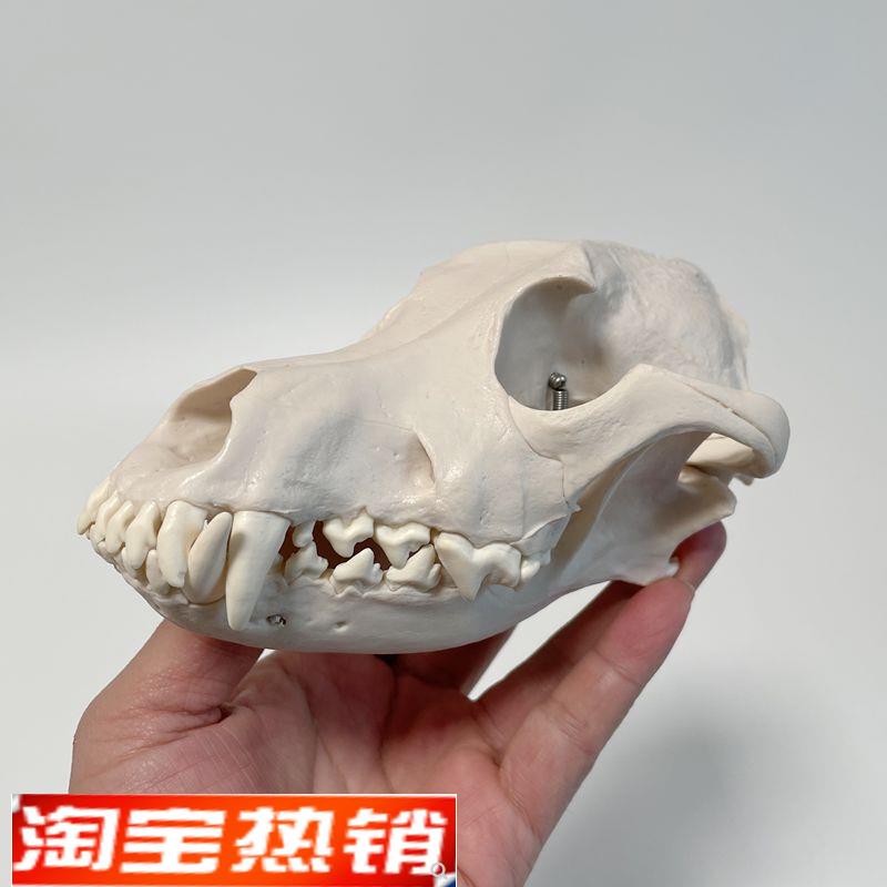 康泰动物模型犬头骨口腔牙齿咬合仿真狗骨头兽医宠物医.院摆件促