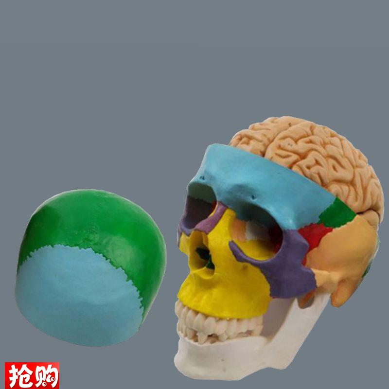 康泰1比1颅骨带脑l模型可拆卸头骨色分离口腔牙医解剖教学美术艺