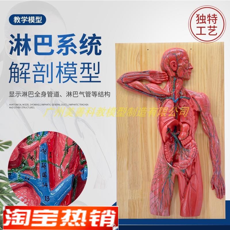 医学人体淋巴f系统解剖模型免疫系统胸腔外科心脏消化器官演示教