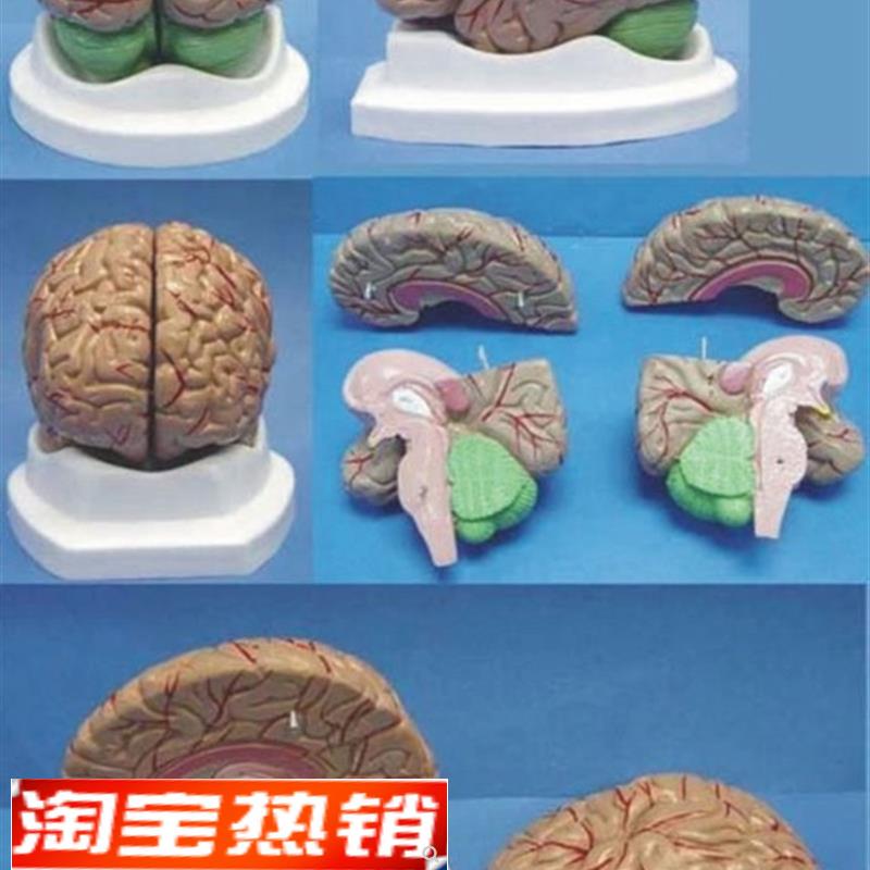 成人1:1粉红带血管脑模型教学P医用人体标本模型
