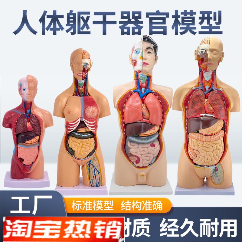 人体器官结构解剖模型儿r童玩具内脏大脑心脏躯干模特教学拆卸拼