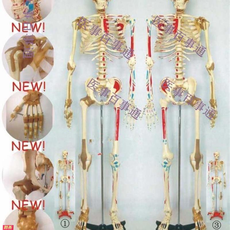 人体骨骼半边肌肉着色半边附肌肉韧带模型人体骨骼模型170CM