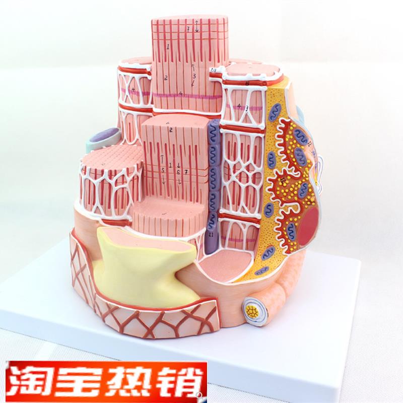 ENOVO颐诺人体骨骼肌纤维模u型显微解剖模型骨骼肌结构MICROanato