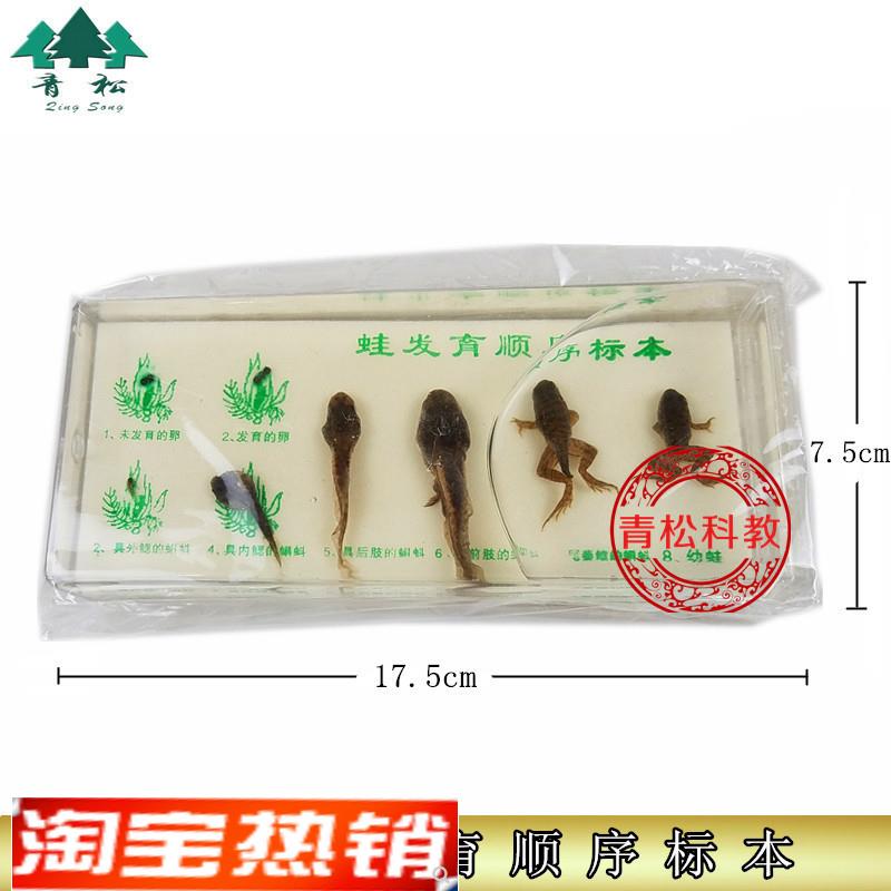 蛙发育顺序标本J43053小学自D然科学实验器初中生物材教学仪器