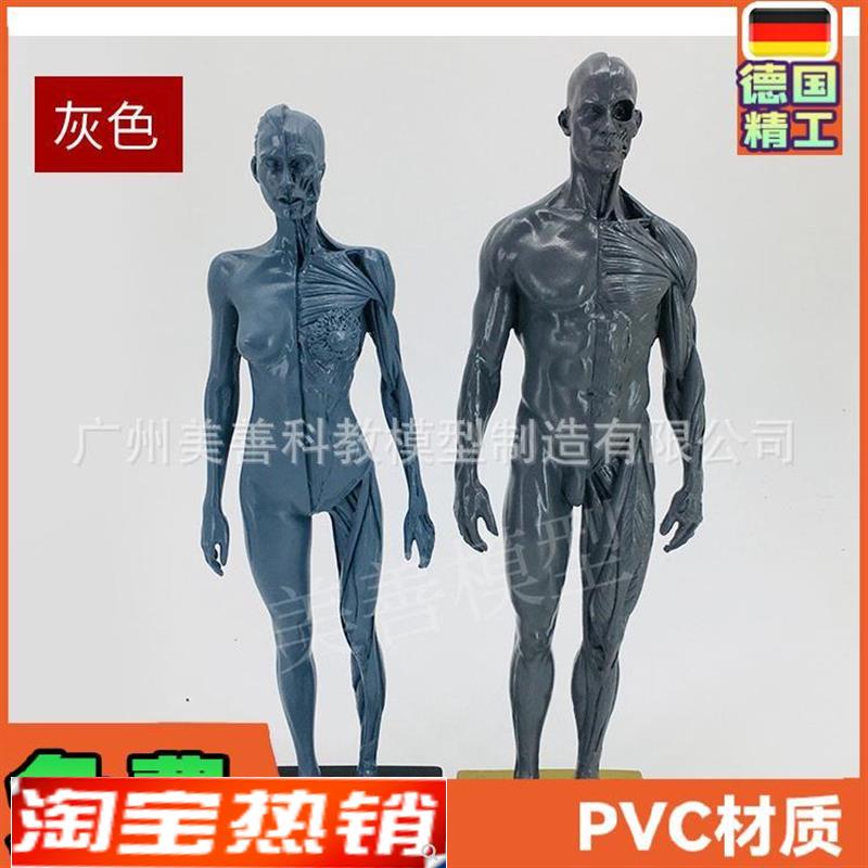 30cm雕塑绘画CG参考头骨y结构艺用人体肌肉骨骼解剖模型灰胚男女