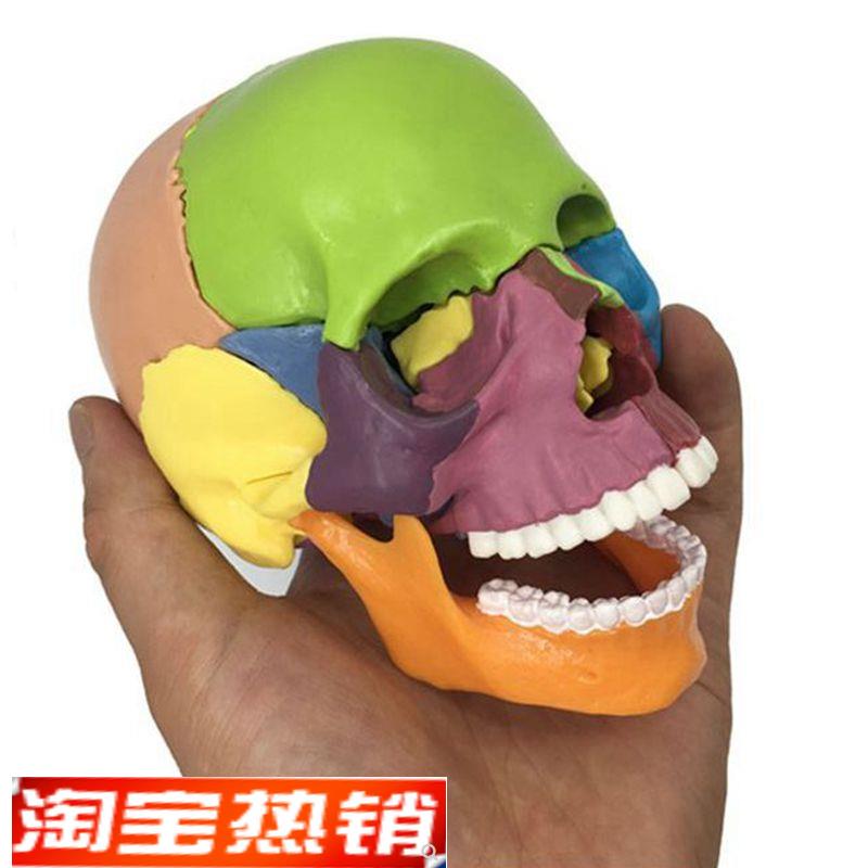 康泰医用教具15部件拼装彩色x头骨模型人体骨骼结构口腔牙齿颅骨