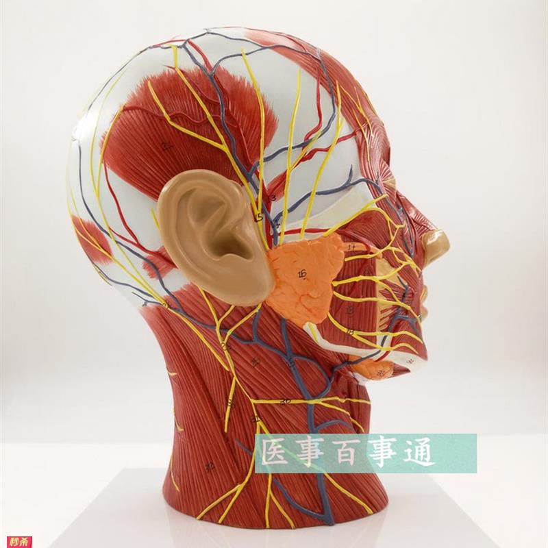 头部矢状解剖模型血管神经模型美容面部神经血管模型微整形模型