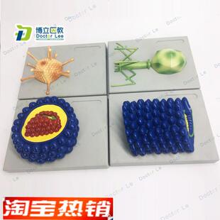 厂家直销微生物学病毒模型杆状病毒腺病毒噬菌Q体病毒艾滋病毒学
